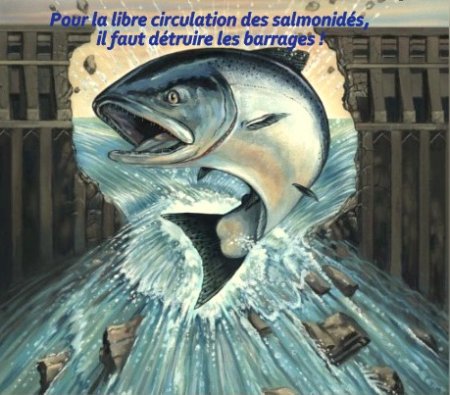 Libre circulation des salmonidés